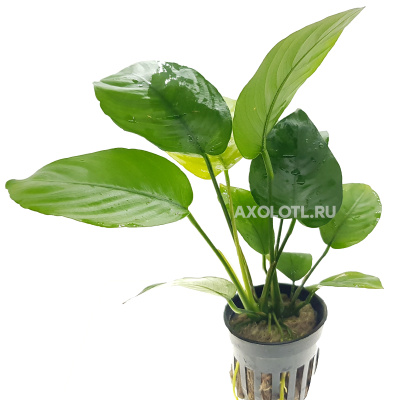 Анубиас Бартера Даймонд, в горшочке