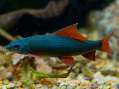 Лабео Зелёный S Epalzeorhynchus frenatus