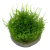 TROPICA Мох везикулария Крисмас (меристемное растение) TROPICA Мох везикулария Крисмас (меристемное растение)