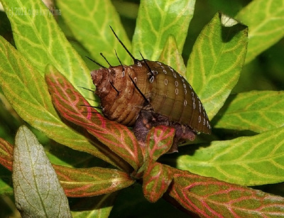 картинка Улитка Тиара от магазина