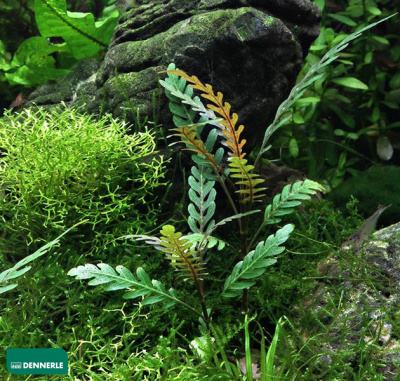 Гигрофила Перистонадрезанная, в горшочке Гигрофила Перистонадрезанная, в горшочке