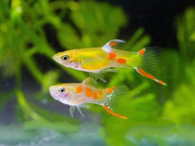 Гуппи Эндлера Голд  Poecilia wingei