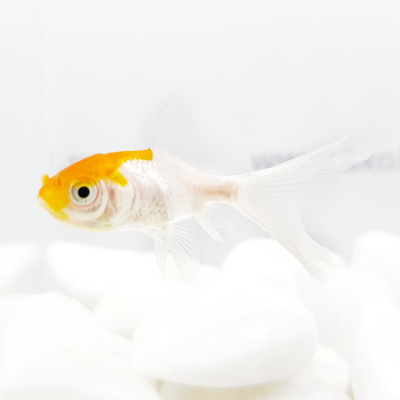 Вуалехвост Красная Шапочка (S) Carassius auratus