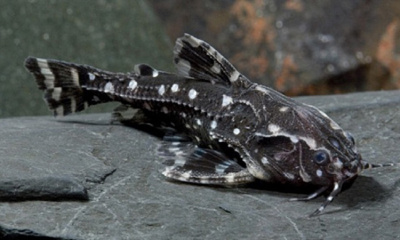 Сом Звёздчатый Агамиксис