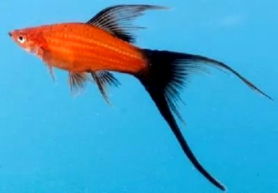 Меченосец Вильчатый Красный Чернохвостый