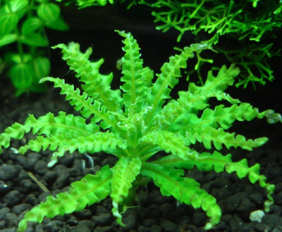 Погостемон Хелфери, шт Погостемон Хелфери, шт