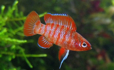 Бадис Скарлет (Дарио Дарио) Scarlet Badis Badis Bengalensis