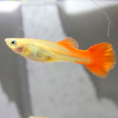 Гуппи Кремлёвские (самки) Poecilia reticulata