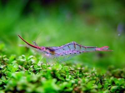 Креветка Пиноккио