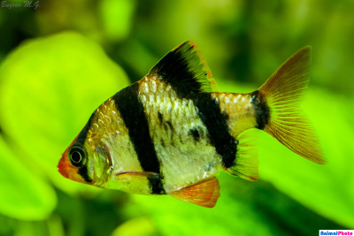 Барбус Суматранский, S Barbus tetrazona