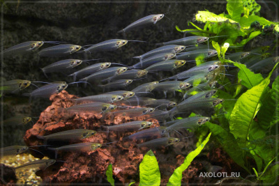 Сом Стеклянный