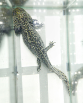 Аксолотль Темный Рыцарь, XL Ambystoma mexicanum