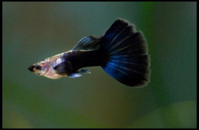 Гуппи Синий Джинс самцы