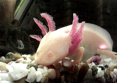 Аксолотль Альбино, S Ambystoma mexicanum
