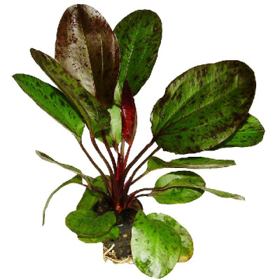 Эхинодорус Оцелот (красный), в горшочке