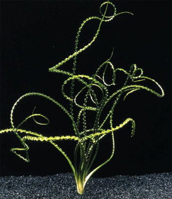 Кринум Волнистый, с грузом