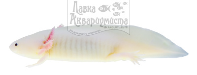 Аксолотль альбино, L Аксолотль альбино, L
