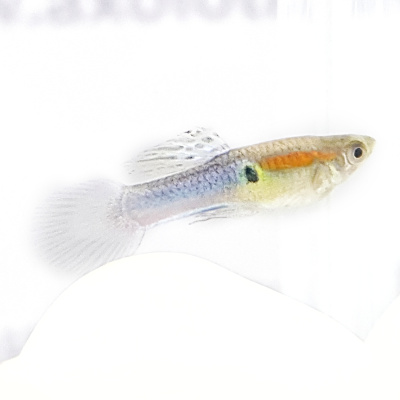 Гуппи Эндлера Японский Голубой (Шри-Ланка)