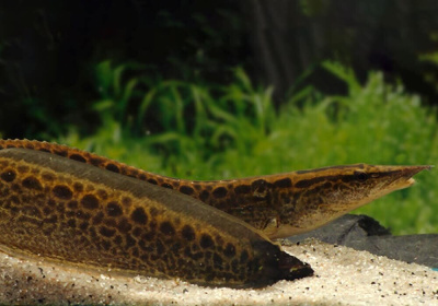 картинка Угорь Мастацембелус, XL от магазина