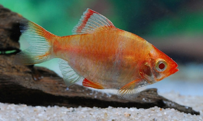 Барбус Суматранский (Альбино), S Barbus tetrazona