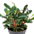 TROPICA Буцефаландра Красная в горшочке