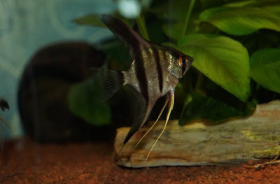 Скалярия Дымчатая Зебра,SM