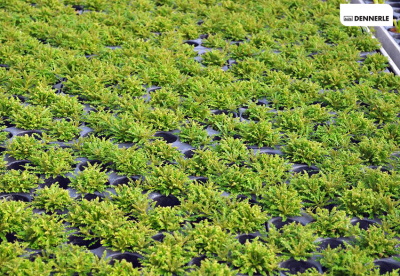 Погостемон Хелфера, в горшочке