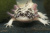 Аксолотль Эксклюзивного мраморного окраса, XL Ambystoma mexicanum