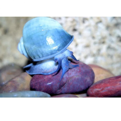 Улитка Ампулярия Голубая, S