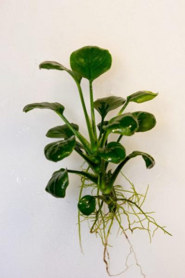 Анубиас Бартера Круглолистный, шт