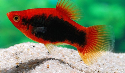 Пецилия Биколор Тукседо