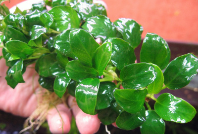 Анубиас Нана Петит, шт