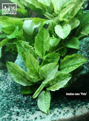 Анубиас Карликовый Пинто, в горшочке