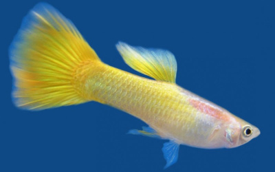 Гуппи Германские Желтые самцы Poecilia reticulata