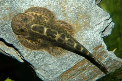 Гастромизон (Псевдоскат) Gastromyzon punctulatus