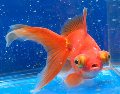 Телескоп Красный (M) Carassius auratus