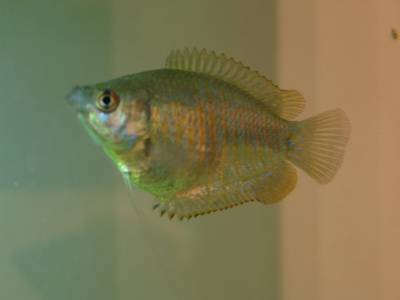 Лялиус (самки) Лялиус (самки)