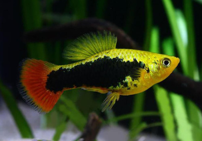 Пецилия Гавайская