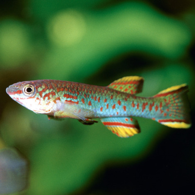 JBL Grana - Основной корм класса 