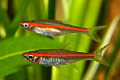 Расбора Краснополосая Rasbora pauciperforata