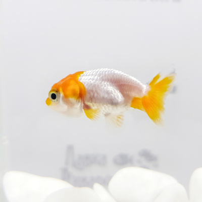 Ранчу Красно-Белый, S