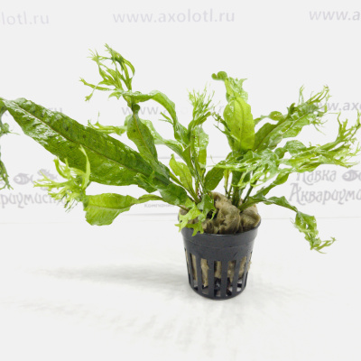 Папоротник Таиландский, в горшочке