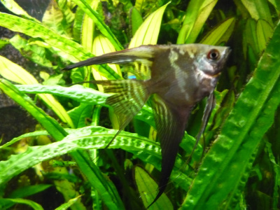 Скалярия Зеленый Леопард, SM