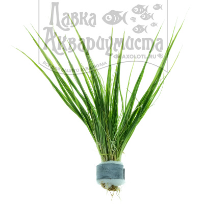 Элеохарис Крошечный, с грузом Eleocharis parvula