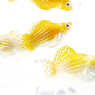 Моллинезия Баллон Золотая