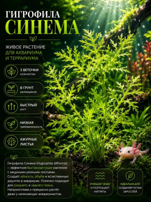 Синема, с грузом Hygrophila difformis