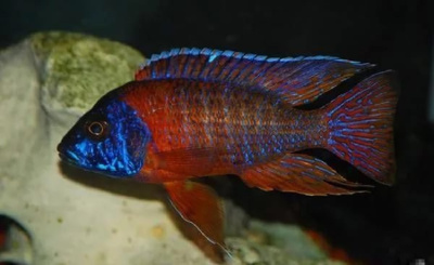 Аулонокара Красная Ньясса (L) Aulonocara red Peacock