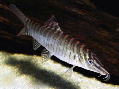 Боция Тигровая Botia Hymenophysa
