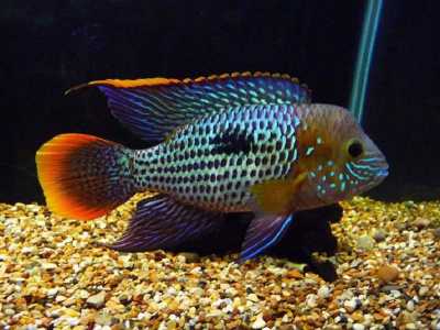 Акара Бирюзовая Andinoacara rivulatus