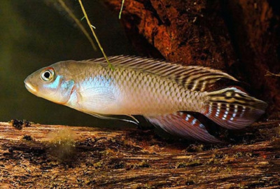 картинка Нанохромис Глянцевый от магазина